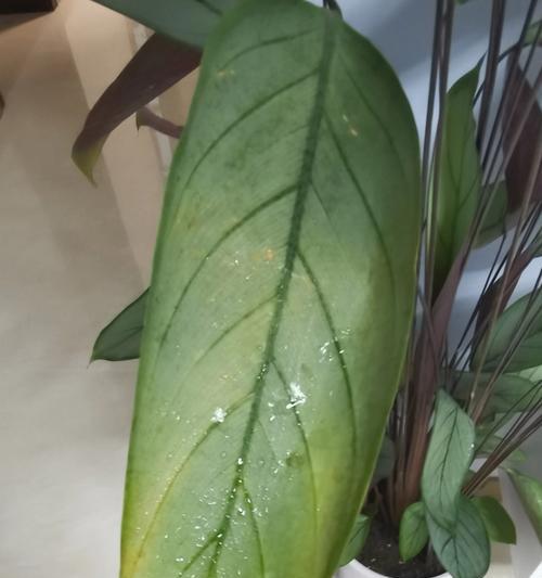 花叶卷了怎么办？花卉叶片卷曲的原因和解决方法有哪些？