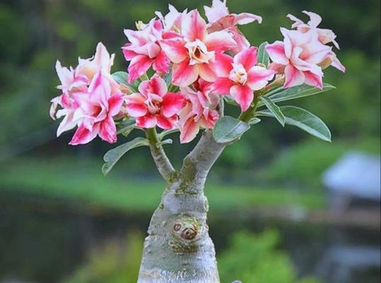 花叶卷了怎么办？花卉叶片卷曲的原因和解决方法有哪些？