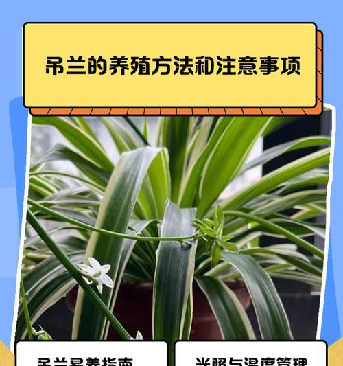 吊兰有哪些品种？不同品种吊兰的养护方法是什么？