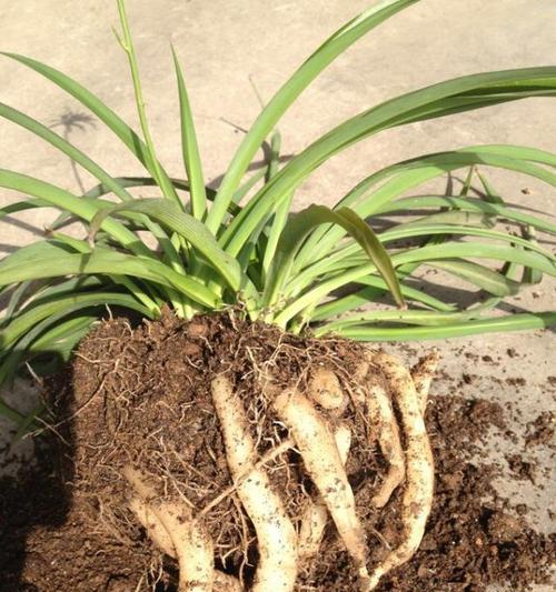 吊兰土壤选择：哪种土最适合种植吊兰？