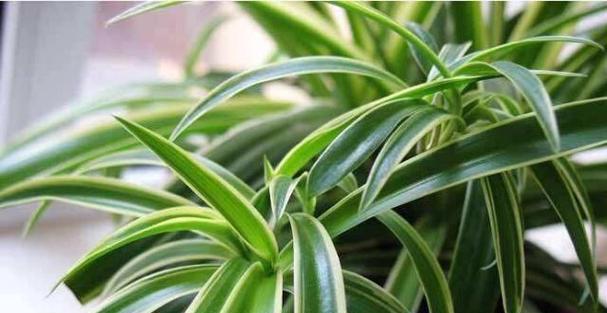 吊兰土壤选择：哪种土最适合种植吊兰？