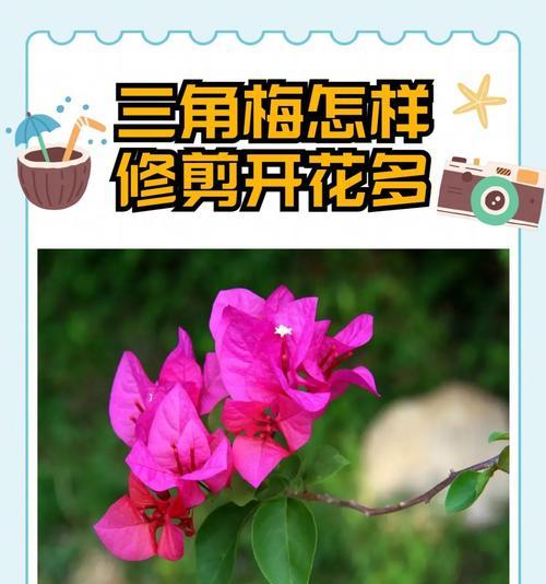 三角梅剪枝的最佳时机是什么时候？