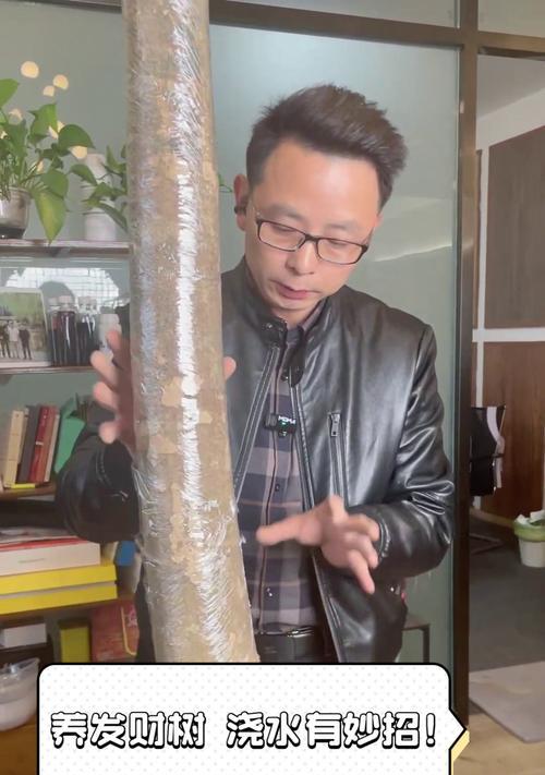 发财树浇水的正确方法和注意事项是什么？