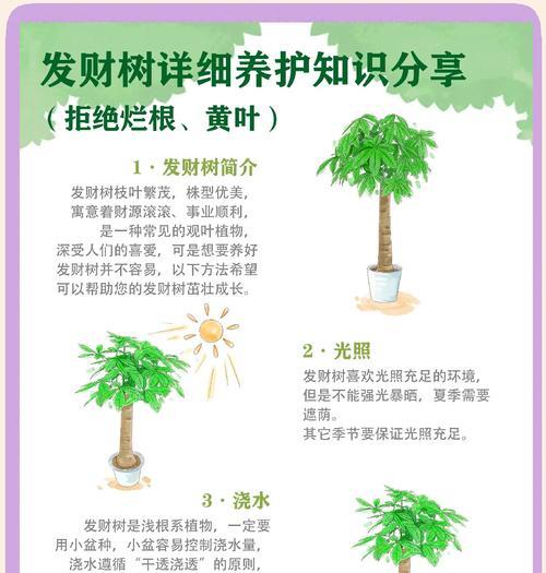 发财树浇水的正确方法和注意事项是什么？