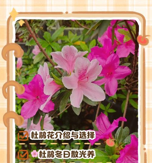 冬季牡丹花的养护方法是什么？如何安全过冬？