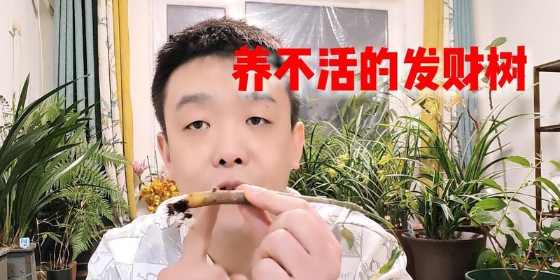 发财树树皮腐烂如何处理？有效治疗方法是什么？