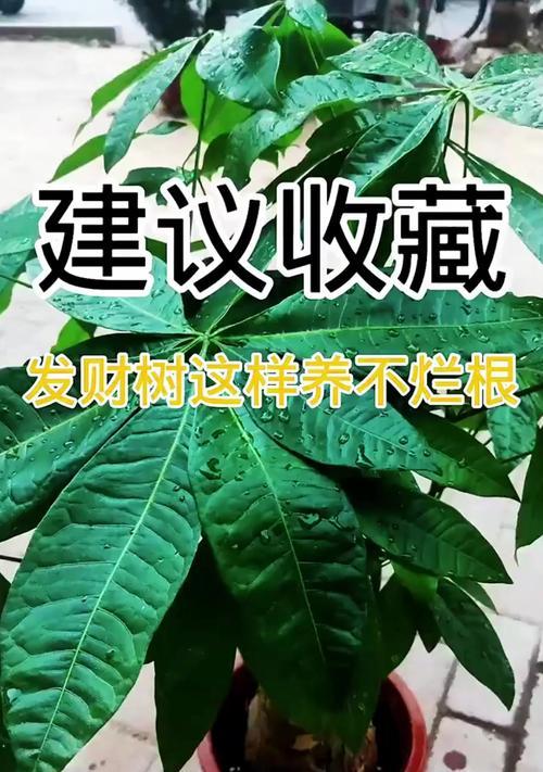 发财树树皮腐烂如何处理？有效治疗方法是什么？