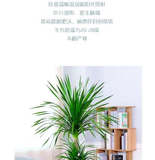 龙血树养殖方法有哪些？如何确保其健康成长？