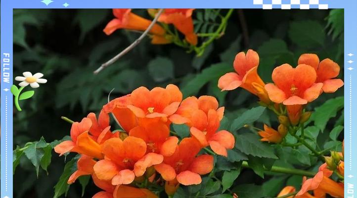 夏天的花卉有哪些？如何在夏季照料它们？