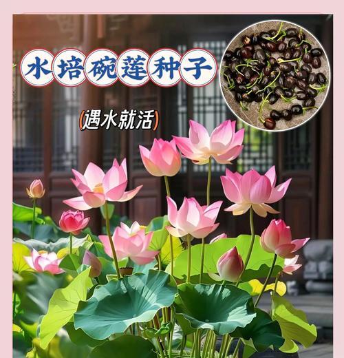 碗莲的养殖技巧是什么？