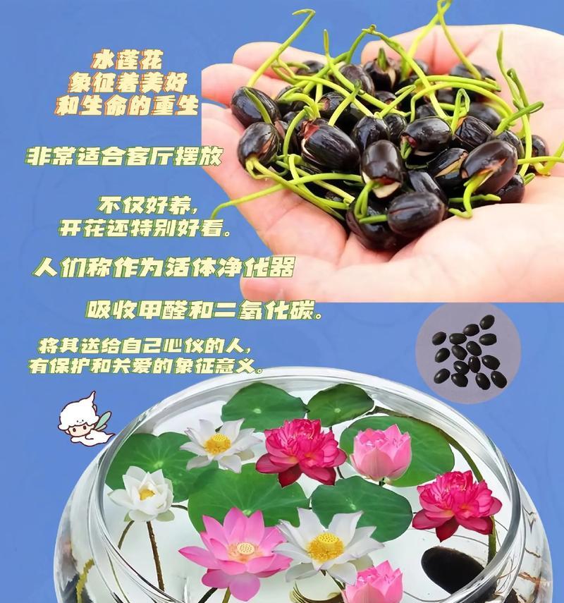 碗莲的养殖技巧是什么？
