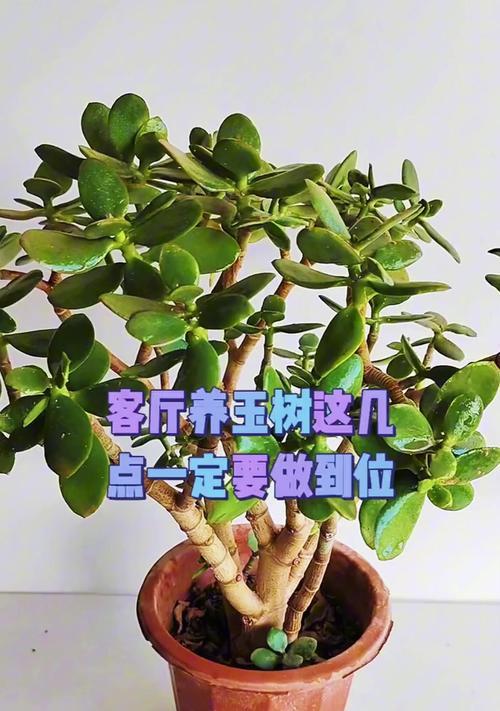玉树种植技巧有哪些？玉树种植过程中需要注意什么？