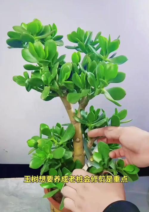 玉树种植技巧有哪些？玉树种植过程中需要注意什么？