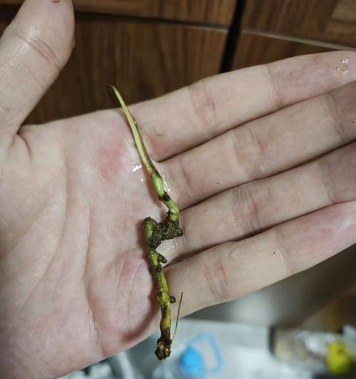 绿萝烂根的常见原因有哪些？如何预防和处理绿萝烂根？