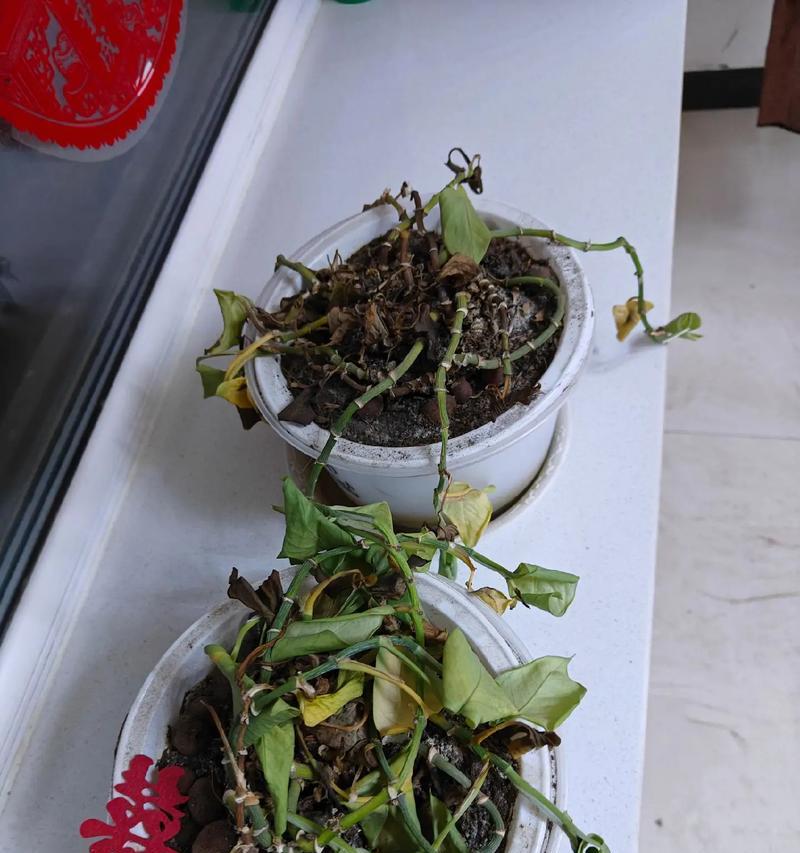 绿萝烂根的常见原因有哪些？如何预防和处理绿萝烂根？