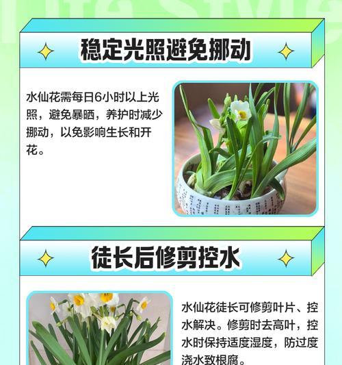 水培水仙的养护要点是什么？怎样促进开花？