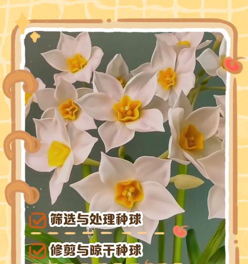水培水仙的养护要点是什么？怎样促进开花？