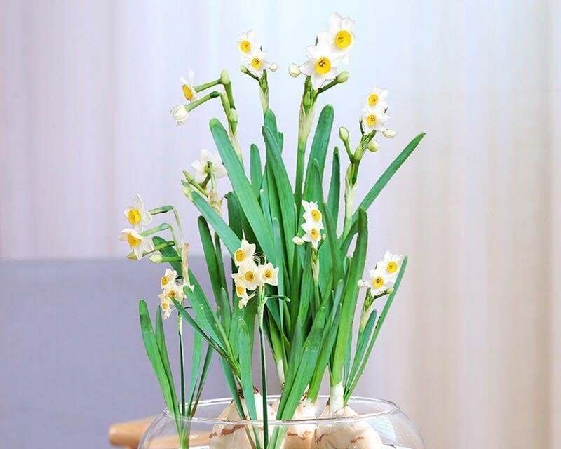 水培水仙的养护要点是什么？怎样促进开花？