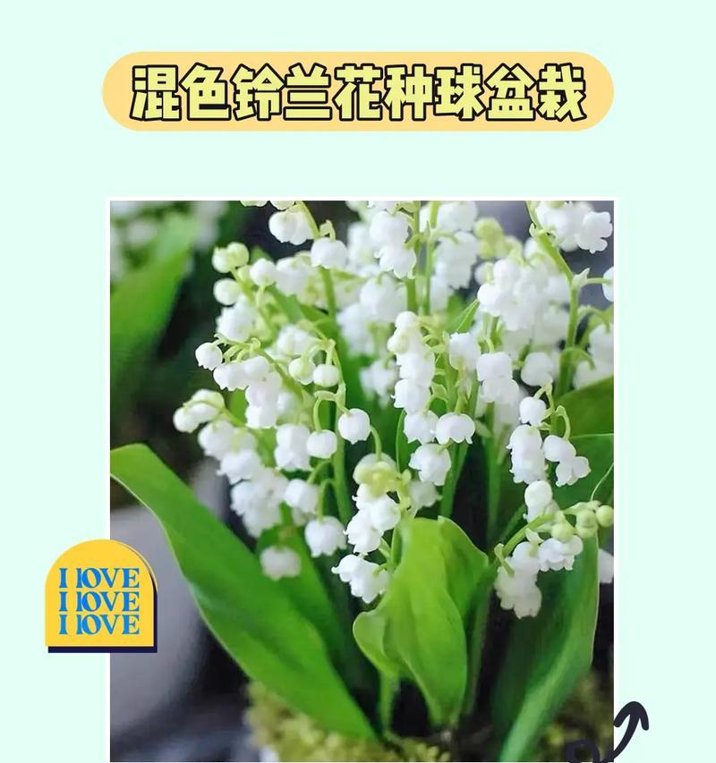铃兰种植需要注意什么？如何提高铃兰的成活率？
