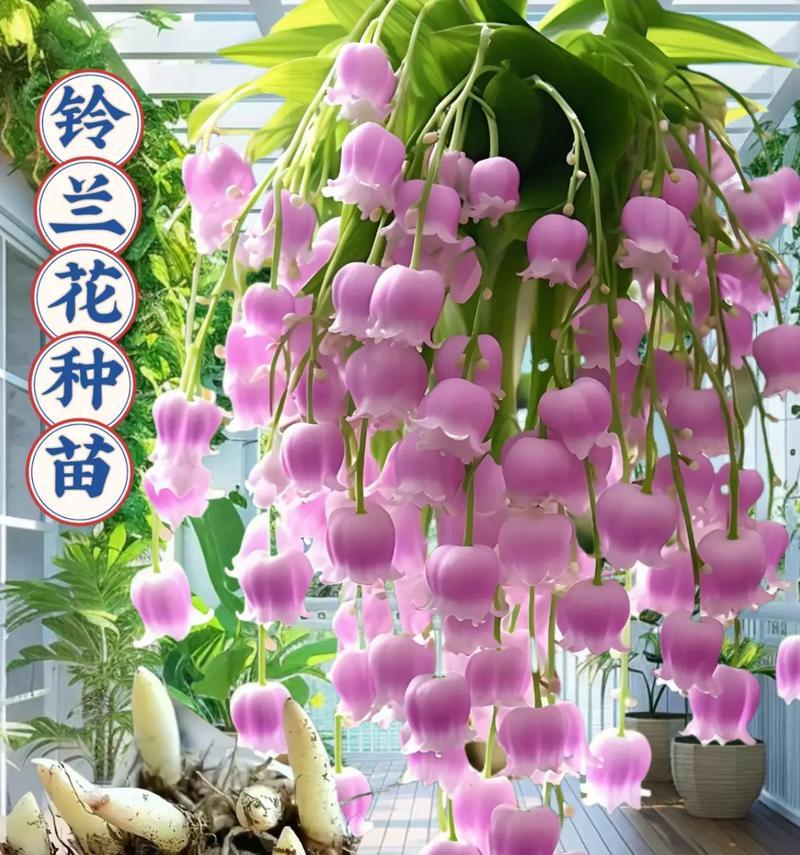铃兰种植需要注意什么？如何提高铃兰的成活率？