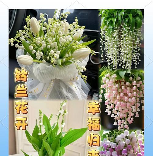 铃兰种植需要注意什么？如何提高铃兰的成活率？