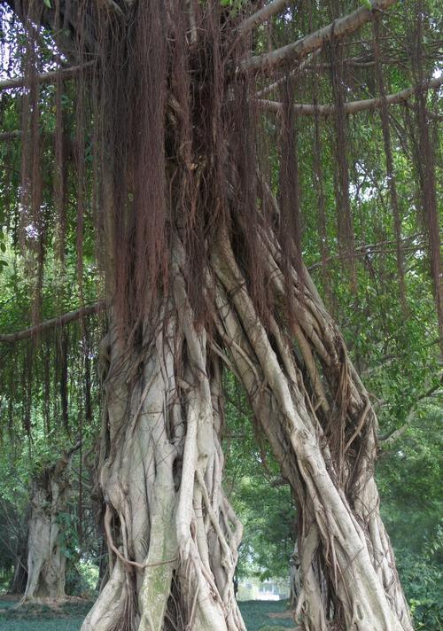 南宁适合种植哪些树种？南宁的气候适合什么树生长？
