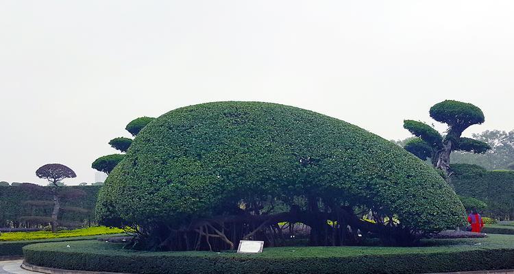 南宁适合种植哪些树种？南宁的气候适合什么树生长？