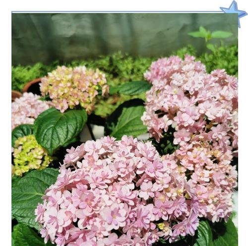 夏天绣球花的养护要点是什么？如何防止晒伤？