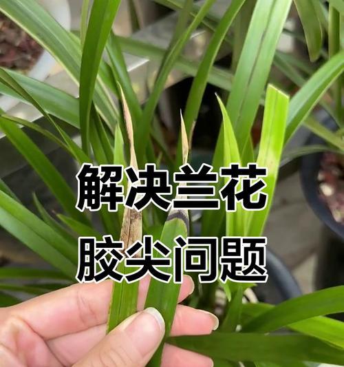 兰花叶子尖黄化问题如何解决？