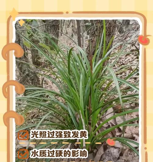 兰花叶子尖黄化问题如何解决？