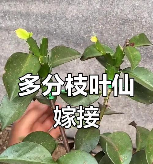 蟹爪莲嫁接的步骤和注意事项？