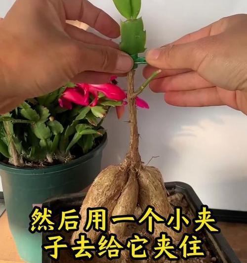 蟹爪莲嫁接的步骤和注意事项？
