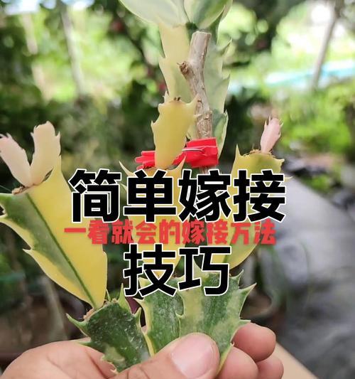 蟹爪莲嫁接的步骤和注意事项？
