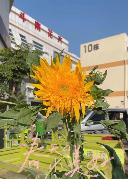 向日葵的种植和养护方法有哪些？