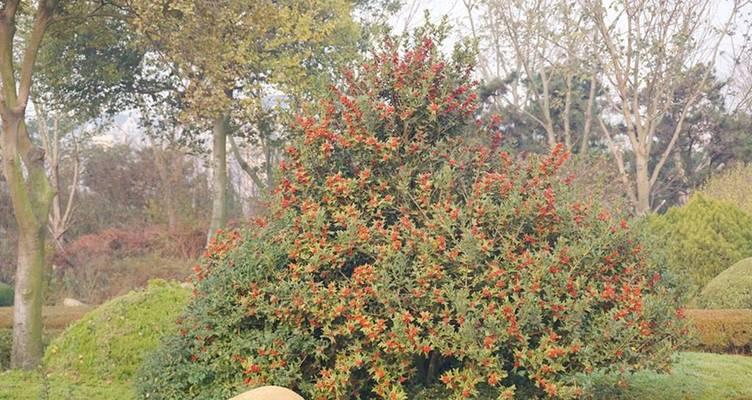 枸骨的挖掘和种植技巧是什么？如何确保枸骨的成活率？