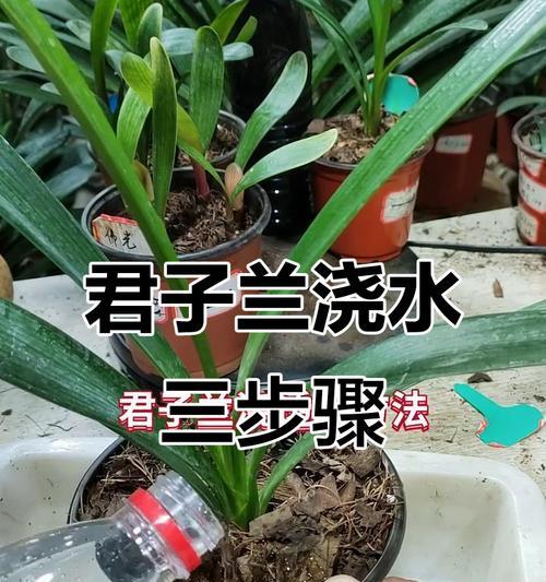 君子兰夏季浇水技巧是什么？