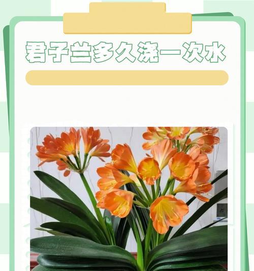 君子兰夏季浇水技巧是什么？