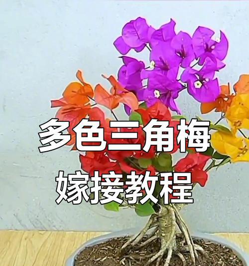 哪些花卉适合进行稼接？