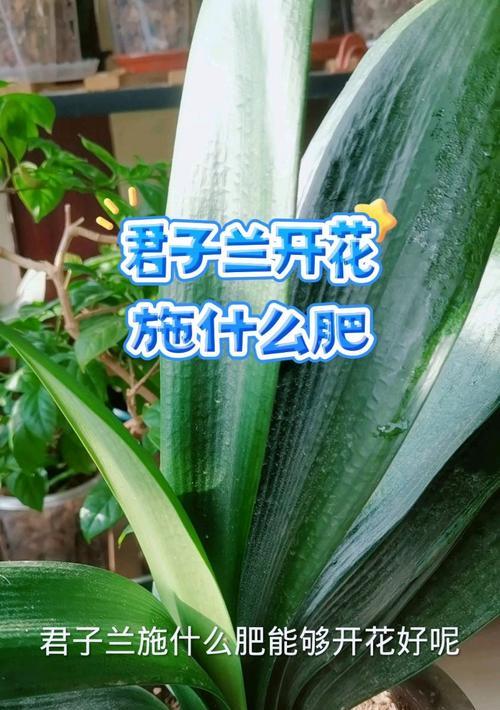 君子兰专用肥怎么使用？施肥的正确方法是什么？