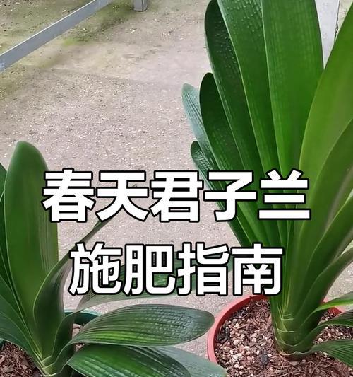 君子兰专用肥怎么使用？施肥的正确方法是什么？