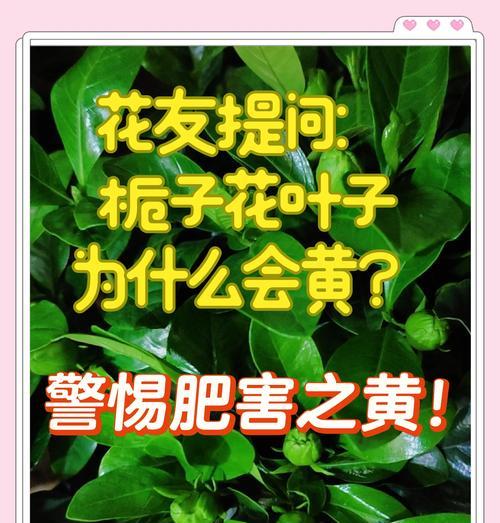 栀子花黄叶的原因是什么？如何解决栀子花黄叶的问题？