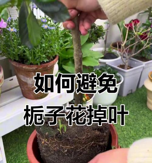栀子花黄叶的原因是什么？如何解决栀子花黄叶的问题？