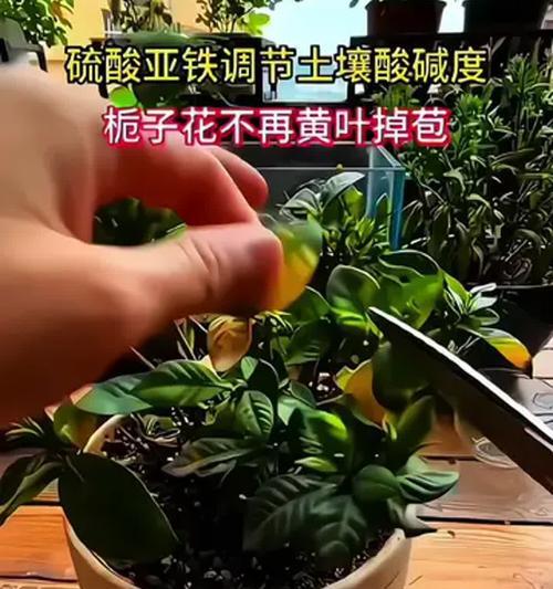 栀子花黄叶的原因是什么？如何解决栀子花黄叶的问题？