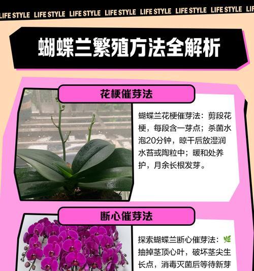 兰草繁殖方法有哪些？