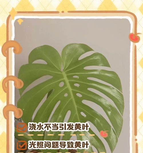 棕竹叶子发黄的原因是什么？棕竹叶子发黄后如何处理？