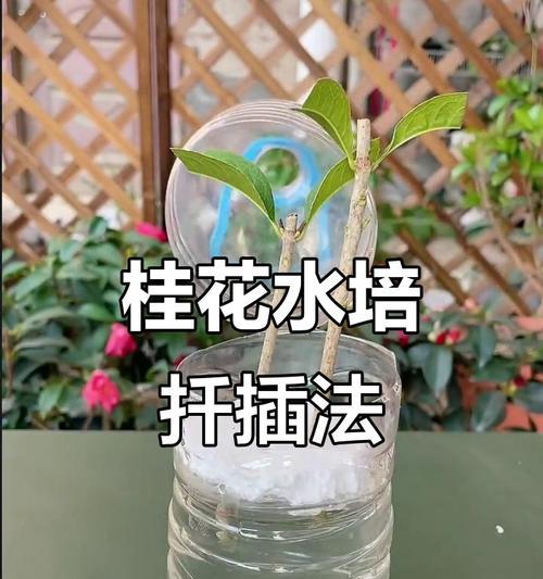 桂花树扦插的适宜时间是什么时候？如何提高成活率？