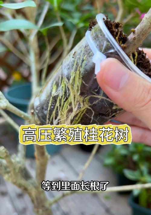 桂花树扦插的适宜时间是什么时候？如何提高成活率？