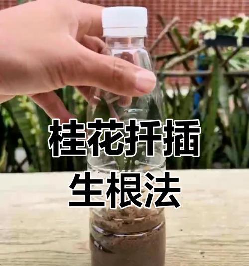 桂花树扦插的适宜时间是什么时候？如何提高成活率？