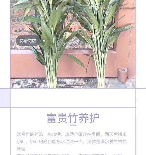 水培富贵竹繁殖的步骤和技巧是什么？
