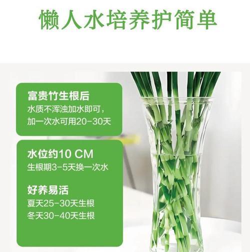 水培富贵竹繁殖的步骤和技巧是什么？